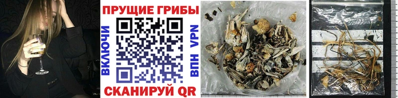 как найти закладки  Бугуруслан  Псилоцибиновые грибы Magic Shrooms 